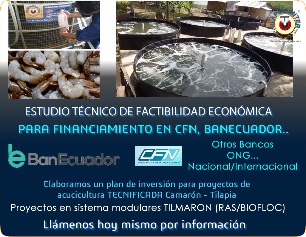 Plan de negocios y estudio económico para camarón y tilapia