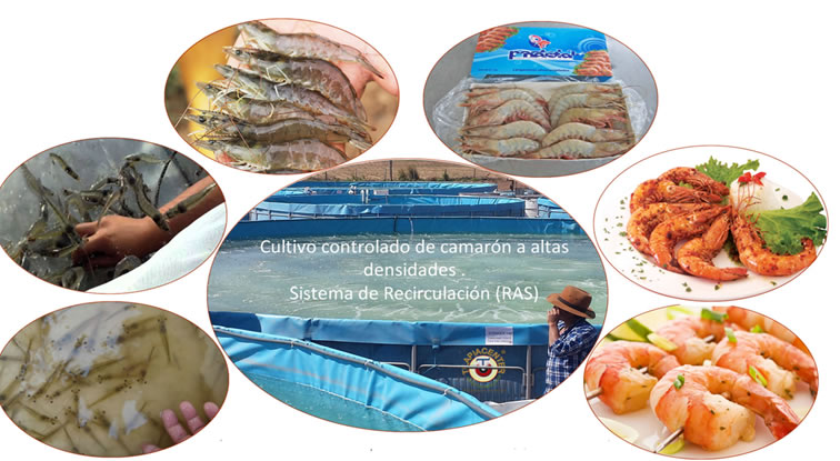 Factibilidad de cultivo de camaron intensivo