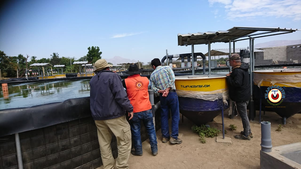 Sistema RAS para cultivo de camaron y tilapia con recirculación del agua