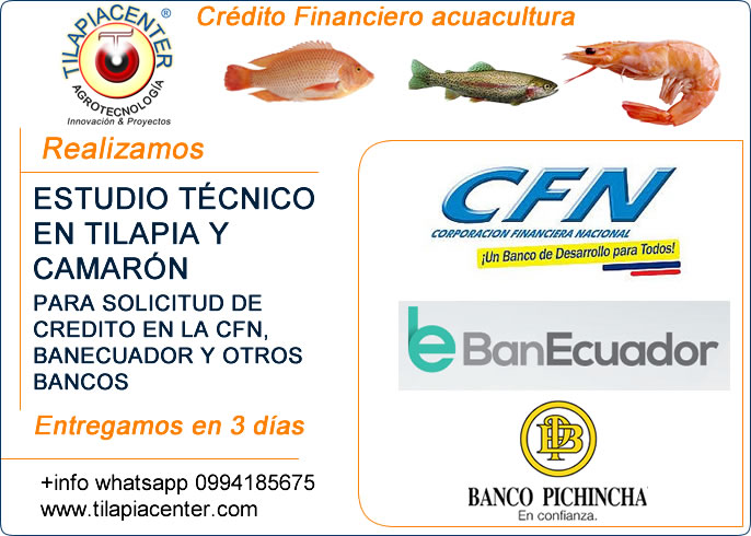 estudio técnico para financiamiento camarón y tilapia